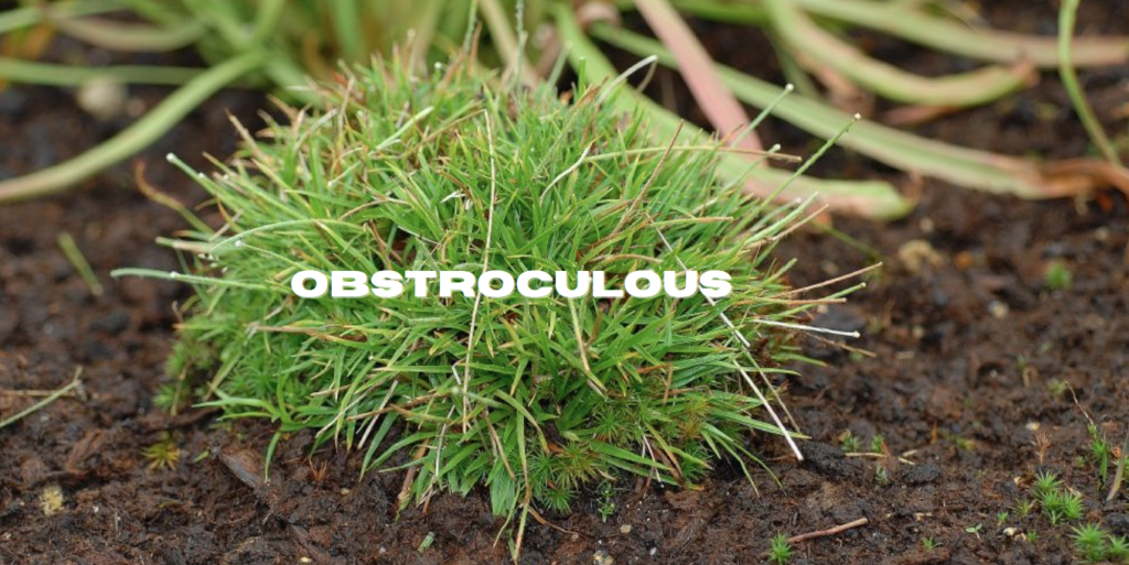 Obstroculous