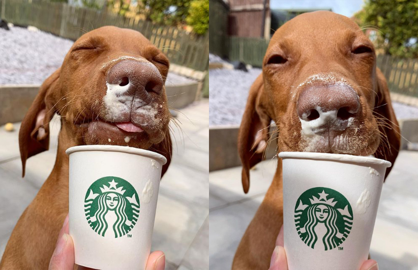 https://post.bark.co/fun/what-is-a-starbucks-puppuccino/